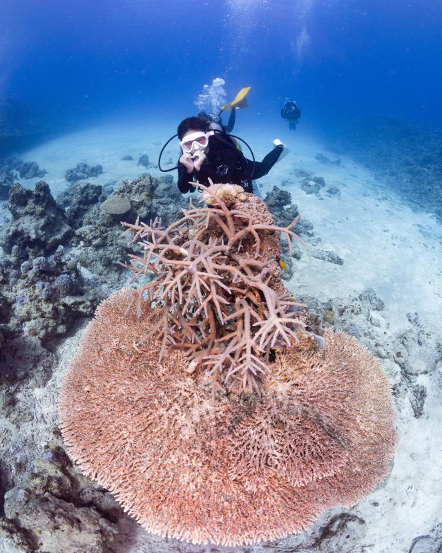 Welcome Diving shop in Okinawa Onna-village - BENTHOS DIVERS